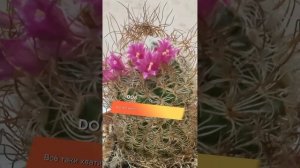 Ноябрьское цветение маммиллярии.