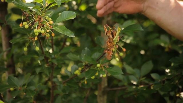 Позаботьтесь об урожае черешни сейчас. Чем опрыскивать черешню?