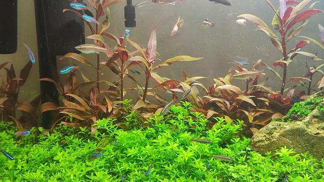 Кардиналы, неоны, лабео Аквариумные рыбки смотреть онлайн