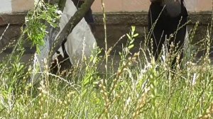 Отлов собаки петлёй