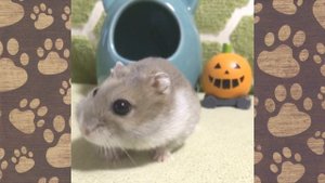 ХОМКИ ПРИКОЛЫ. Хеллоуин для ХОМЯЧКА Семы. СМЕШНАЯ ОЗВУЧКА!