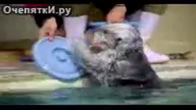 Морская выдра - барабанщик смотреть онлайн