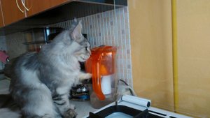 Мейн кун грызет кувшин