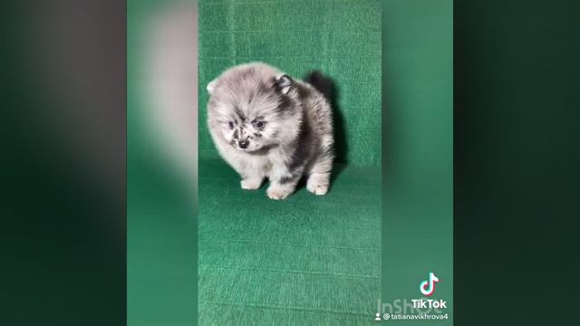 Шпиц Померанский шпиц Продажа￼ Мальчик￼