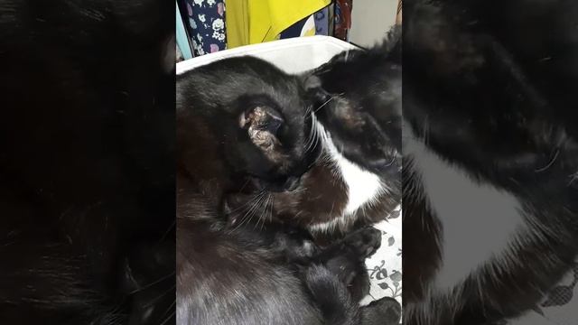 Лизунчики смотреть онлайн