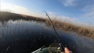 Крупная щука на мертвую рыбку