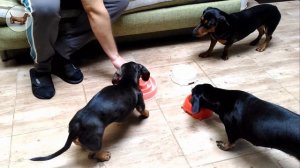 ? ? ? ^ ЧТО ЛУЧШЕ ОДНОЙ ТАКСЫ? ТОЛЬКО ТРИ ТАКСЫ! - Как содержать /чем кормить/? Как кормить ТАКСУ?