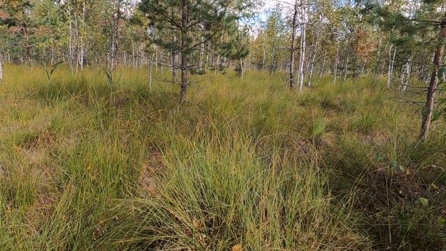 11 сентября 2022года Сбор КЛЮКВЫ смотреть онлайн