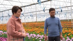 Узбекистан!!! Выращивание тюльпанов в Намангане. Фестиваль цветов в Намангане.