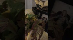 Песня . Старый альбом . Поют Сябры .