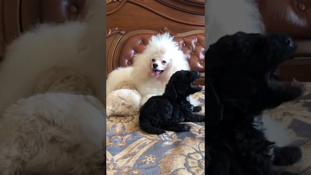 Мальтипу F1 смотреть онлайн