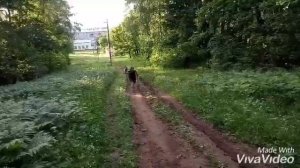 Тренировки ЛЫЖНИКОВ летом 2019