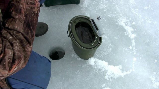 Наловил в пруду окуней и отправил в аквариум. Содержание окуня для использования как живца (1 часть смотреть онлайн