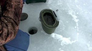 Наловил в пруду окуней и отправил в аквариум. Содержание окуня для использования как живца (1 часть