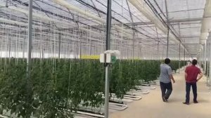 Промышленные теплицы