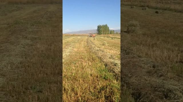 мтз 82 прессподборщик