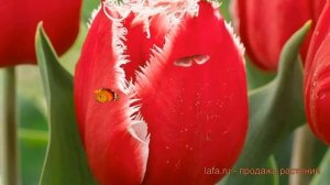 Тюльпан бахромчатая Нью Санта (tyulpan-nyu-santa) ? обзор: как сажать, луковицы тюльпаны Нью Санта