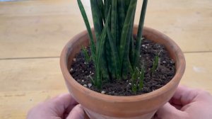 Sansevieria Fernwood Mikado Care | A Plant A Week