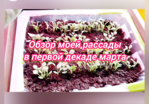 Обзор моей рассады в первой декаде марта