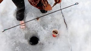 Ловля живца на экран !