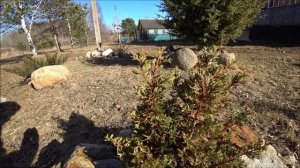 Криптомерия или японский кедр в Подмосковье.