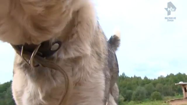 Приют для собак в д  Веретье смотреть онлайн