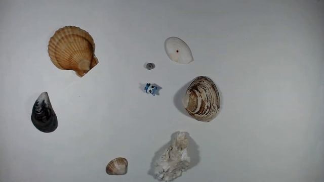 ПРАЗДНИК РАКУШЕК. Мультзарисовка с использованием природного материала. смотреть онлайн