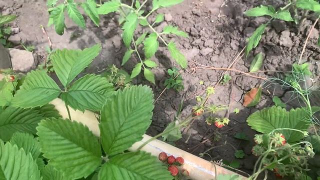 У нас расцвели белые лилии ! смотреть онлайн