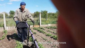 плоскорез, культиватор, окучник для обработки картофеля