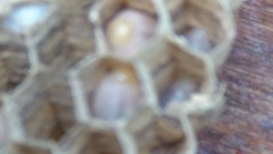 Личинки Шершней