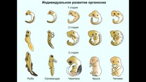 § 27 Индивидуальное развитие организмов. Биогенетический закон.
