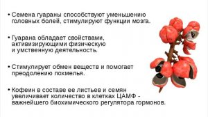 Гуарана - натуральная здоровая альтернатива кофе и не только
