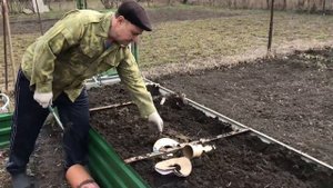 О картофеле и тёплой грядке