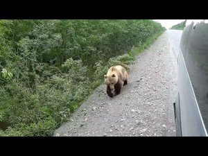 Встреча с русским медведем!