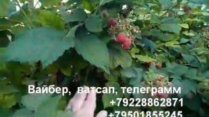 Малина Джоан джэй-летняя