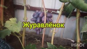 Ранние формы винограда Мальчик-с-пальчик и Журавлёнок