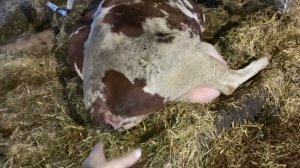 Как коровы лежат в боксе