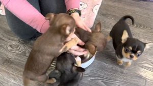 Мини ЧИХУАХУА. У нас можно купить щенка чихуахуа. Щенки чихуахуа в Москве с доставкой, chihuahua