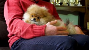 ПОМЕРАНСКИЙ ШПИЦ. ОСОБЕННОСТИ. ХАРАКТЕР. УХОД.