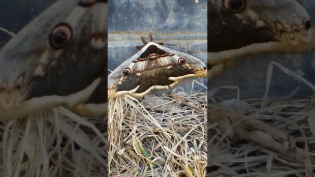 Редкая бабочка в Астрахани !