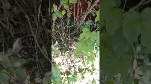 Как Растет И выглядит ХМЕЛЬ