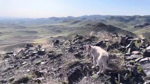 Хребет Малайсары. Kazakhstan. Spring. Nature. Западно - сибирские лайки.