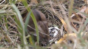 Полевая мышка