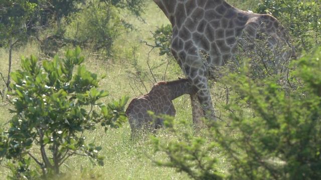 Safari Highlight's | Kruger National Park | #1 | Latest Wildlife Sightings смотреть онлайн