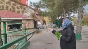 Парк Львов "Тайган"  г. Белогорск.