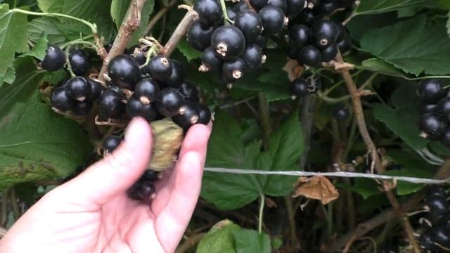 Эбони (Ebony) чернаясмородина.