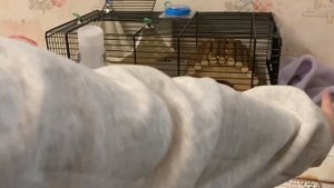 УБОРКА В КЛЕТКАХ У КРЫС?✨