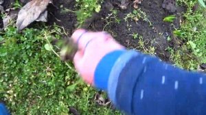ПЕРЕЕЗД ПОД КРАСНОДАР / ОНИ РАСЦВЕЛИ ДЛЯ ВАС , МИЛЫЕ???? УДЕРЖАТЬСЯ НЕВОЗМОЖНО?????