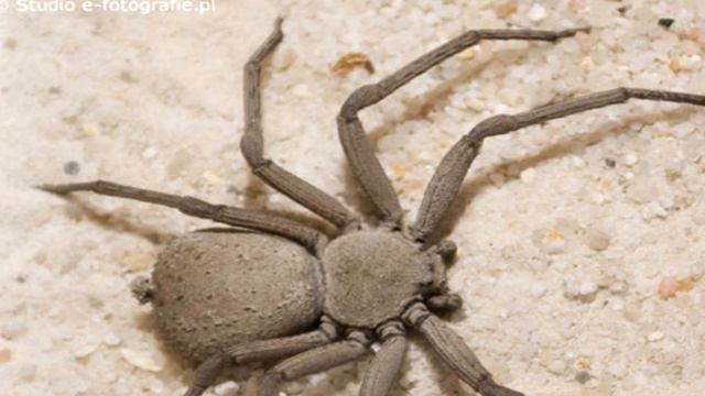 САМЫЕ НЕОБЫЧНЫЕ ПАУКИ В МИРЕ! смотреть онлайн