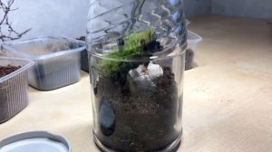 Делаю террариум за 0₽ VS террариум за 500₽. Как сделать мини террариум в банке? \\ Димон и Пумба